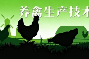 《养禽生产技术》校级精品在线课程